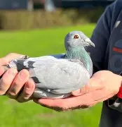 开云体育-Excel力克XL，Ming完成帽子戏法的简单介绍