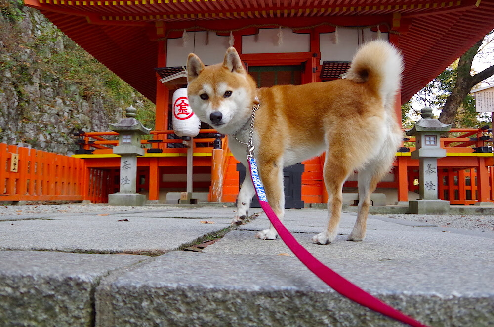 双重奏，当温布利绝杀响彻云霄，许昕正拍出金色弧线