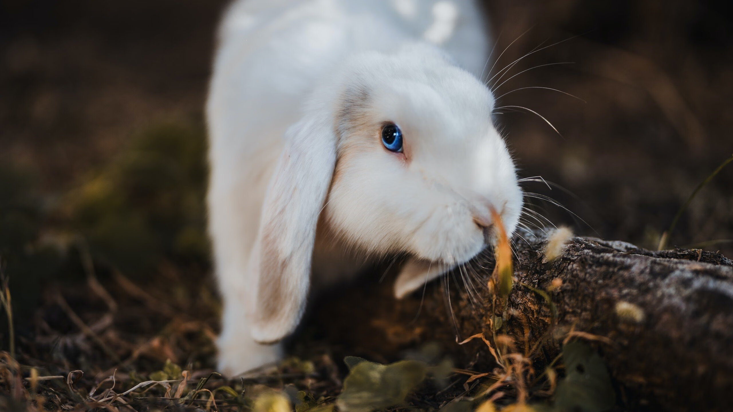 当逆袭成为本能，体育如何重塑不可能的定义