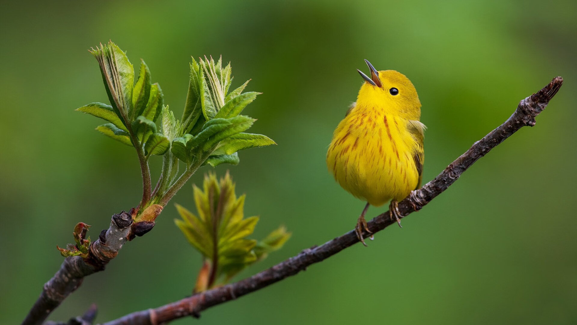 山不容二虎，却有峰巅穿云，拉沃尔杯以团队之光，映照兹维列夫惊艳绝伦