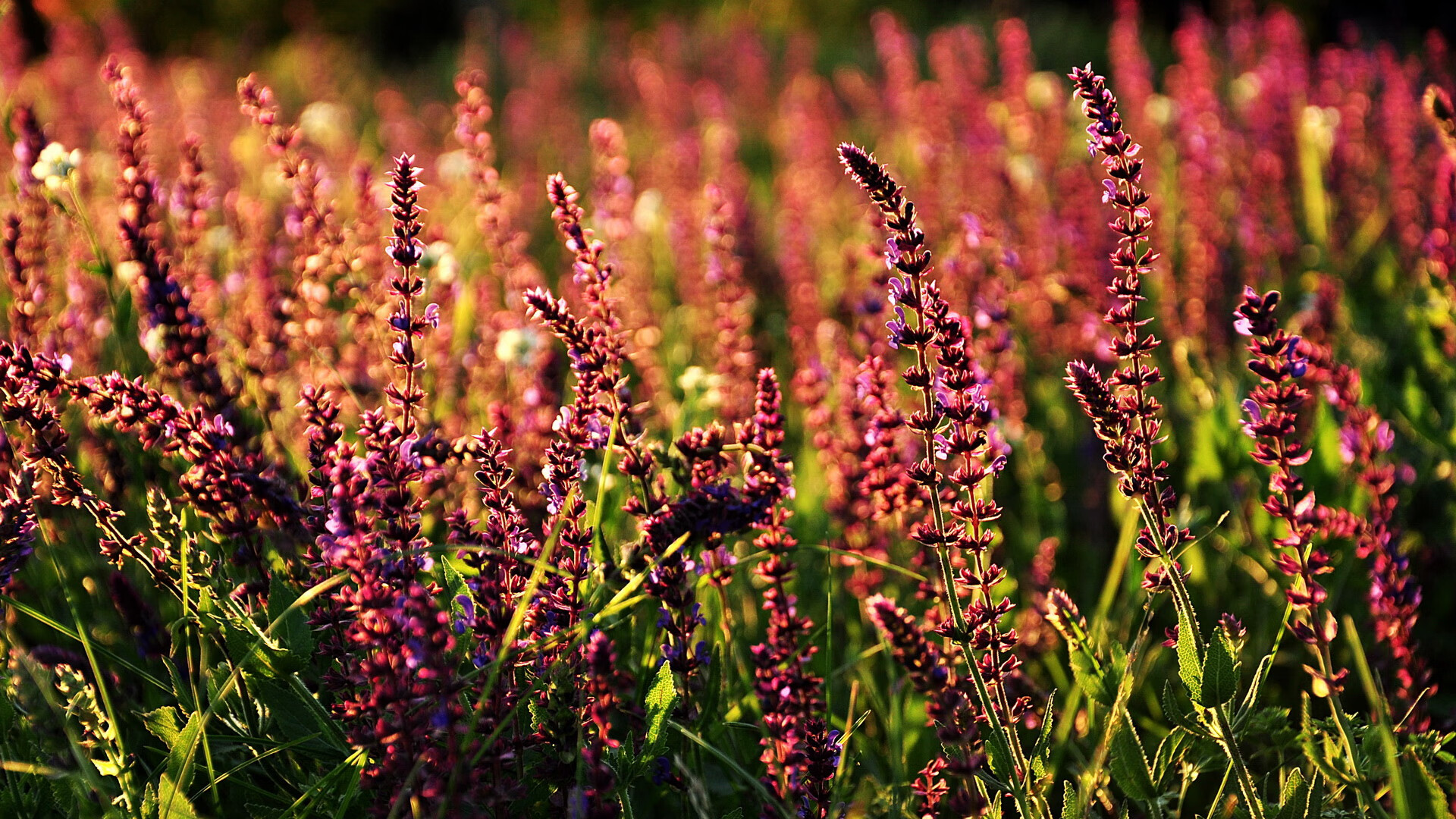 开云体育中国-跨国血脉与欧冠神迹，非洲足球的无声革命