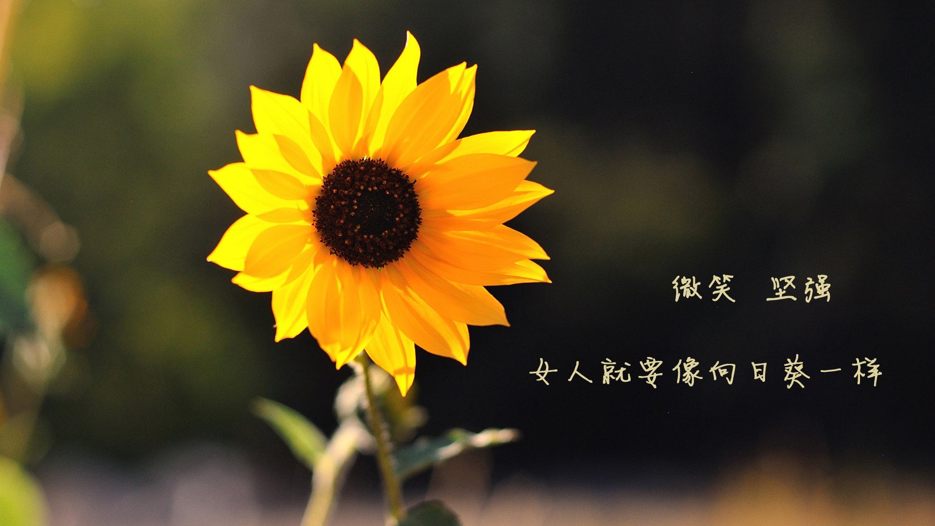 篮球界的欧冠决赛，尼克斯绝杀北京队的焦点之战