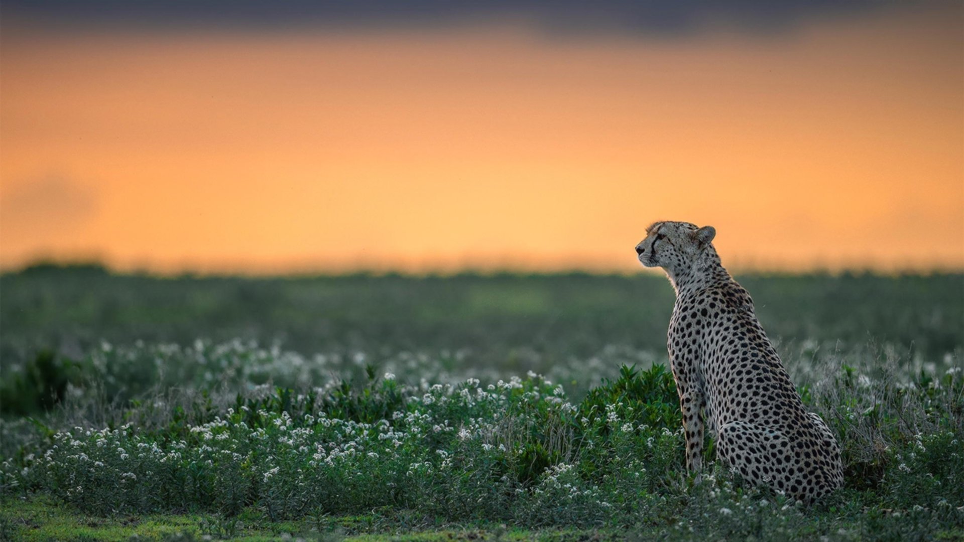 开云体育登录-东方智慧降维打击，广东队用战术围棋锁死76人，英格拉姆化身精准机械表