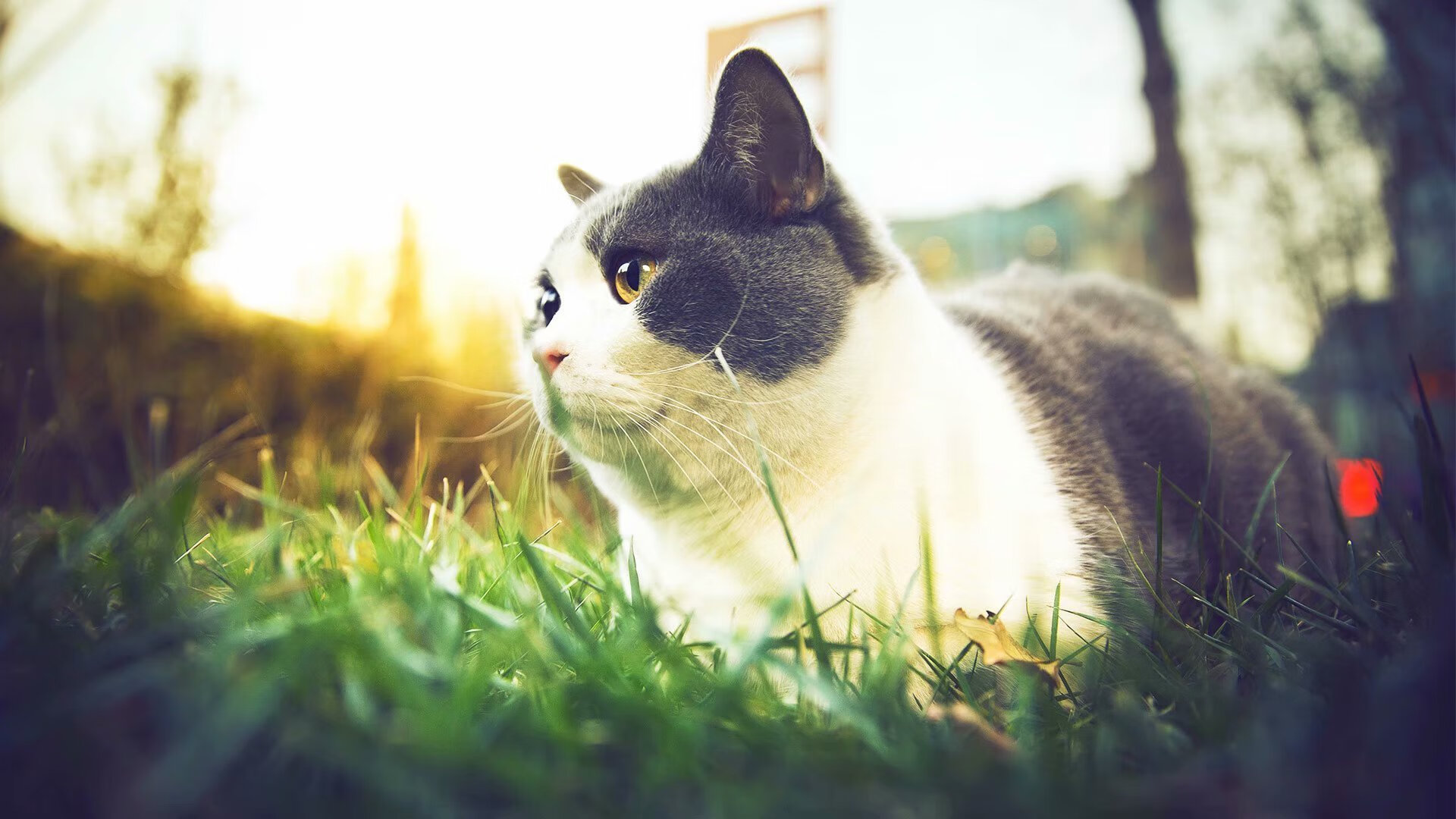 开云体育官网-波罗的海的锁链与绿茵的权杖，当卡瓦哈尔在2026年接管被丹麦封锁的赛场