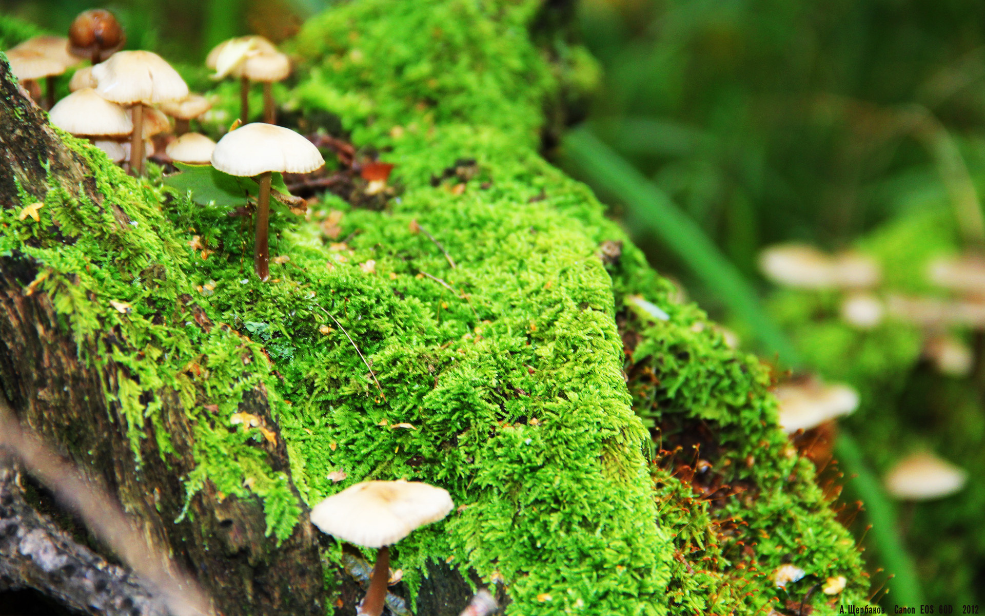 魔力反噬，当掘金的铁壁防守在奥兰多碎成一场空