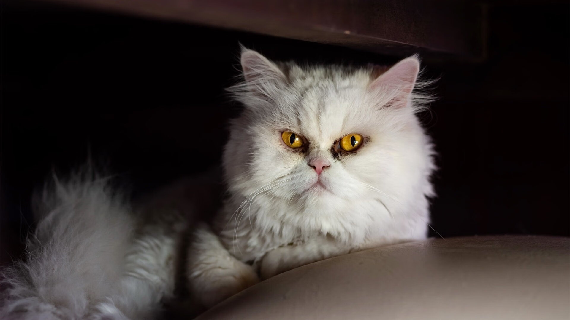 欧冠半决赛焦点战,新西兰业余队爆冷击败莱比锡红牛,创造历史