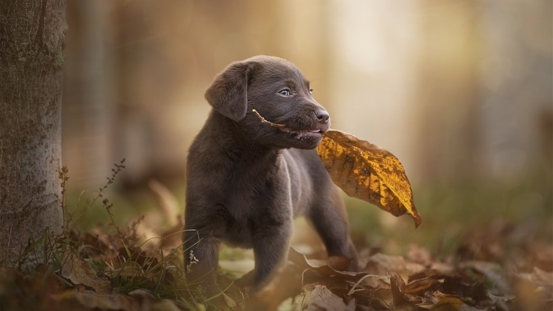 黄潜艇的精密齿轮，如何吞噬了大黄蜂的关键先生？