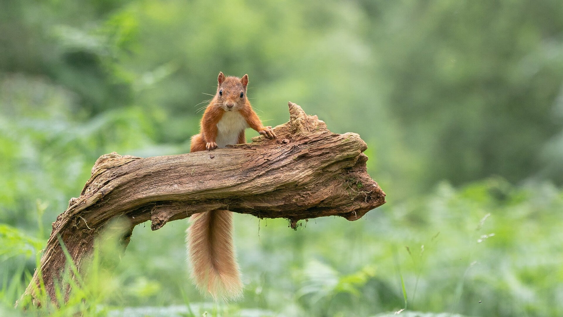 开云体育入口-钢铁蓝鹰折翼之夜，药厂飞翼阿什拉夫统治永恒之城