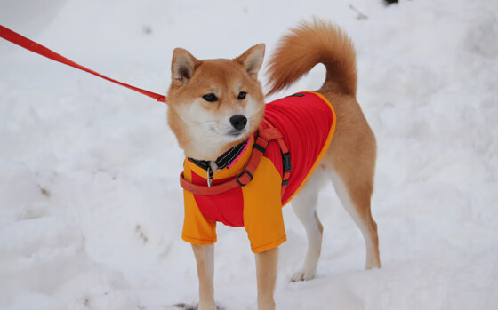 终场哨响前17秒，无名英雄横空出世，努涅斯如何用一脚弧线撕裂喀麦隆防线