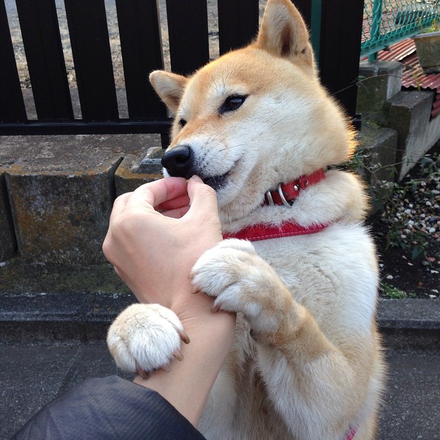 红色迷雾中的维也纳子弹，当阿拉巴在梦剧场射出决定性的弧线