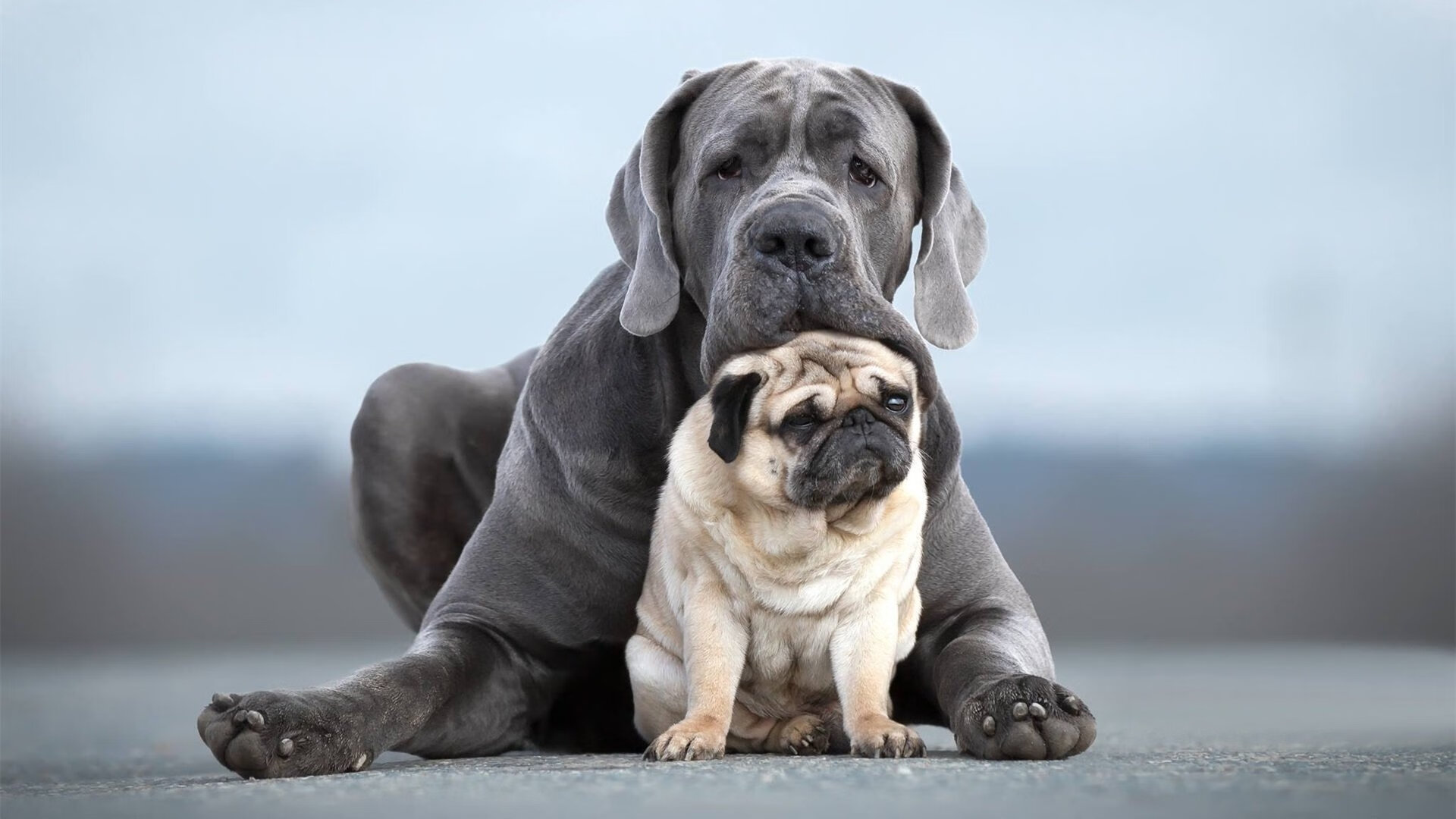 伊比利亚征服战！葡萄牙血拼皇家社会，托尼一箭定江山成胜负手