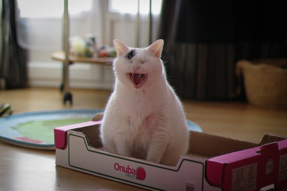 决胜时刻的双重奏，从NBA总决战场到玻利维亚的政治棋盘