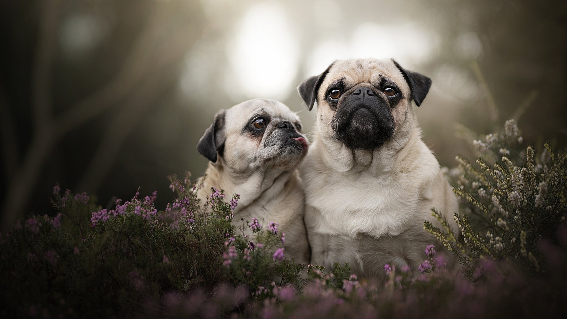 开云体育入口-当唯一性失效时，一场意甲焦点战的非典型解构