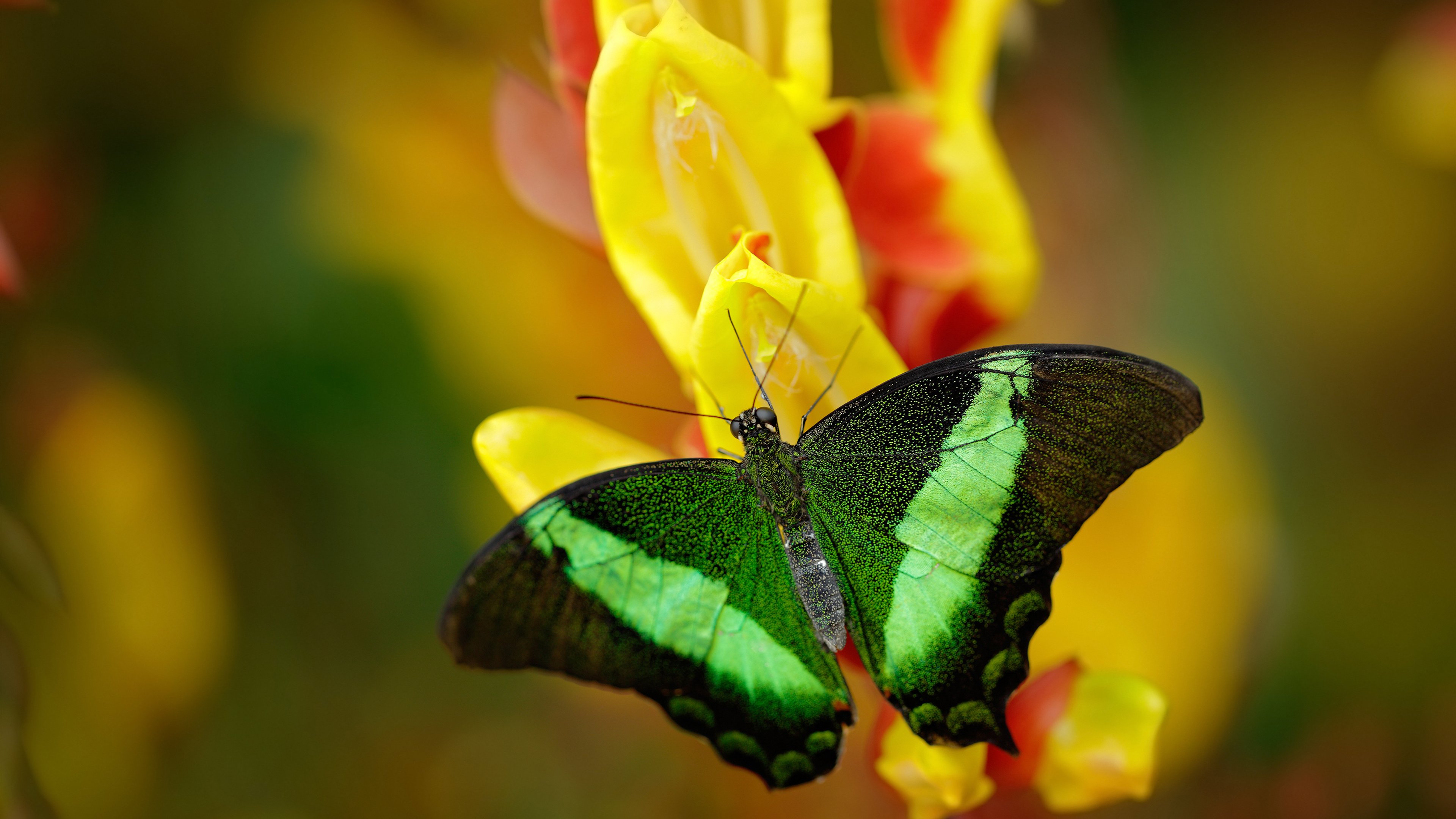 开云sport-当吉林队打出约基奇式进攻，流畅传导撕裂北京防线