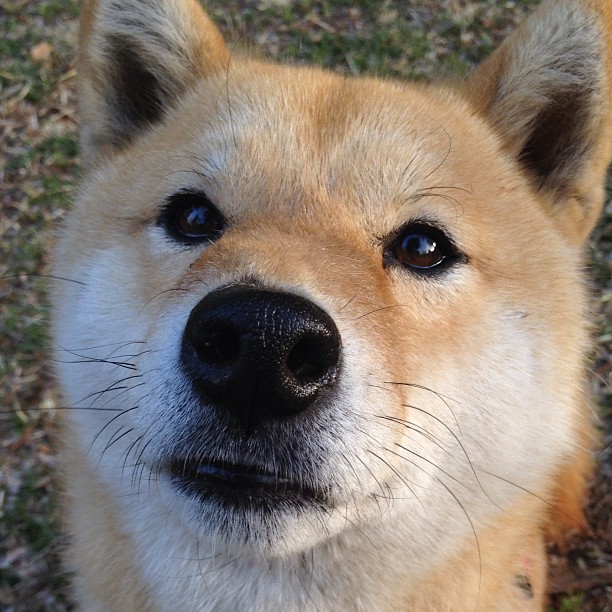 节奏为王，从山西队的黄蜂之舞到美加墨世界杯的战术棋局