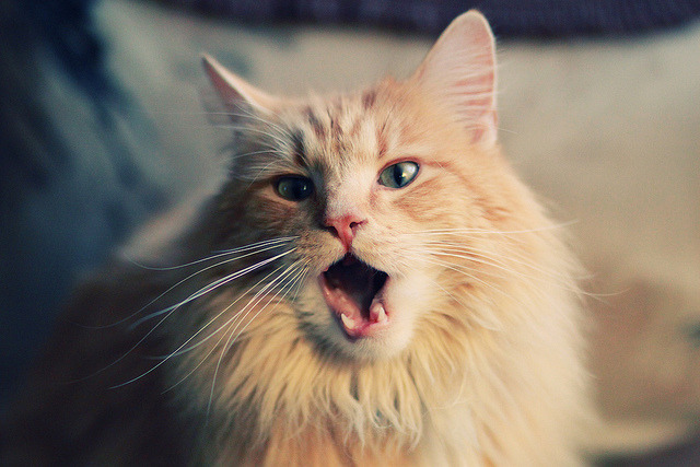 开云体育APP下载-斩落的哲学与爆发的重量，当开拓者轻装上阵，字母哥扛起世界的叹息