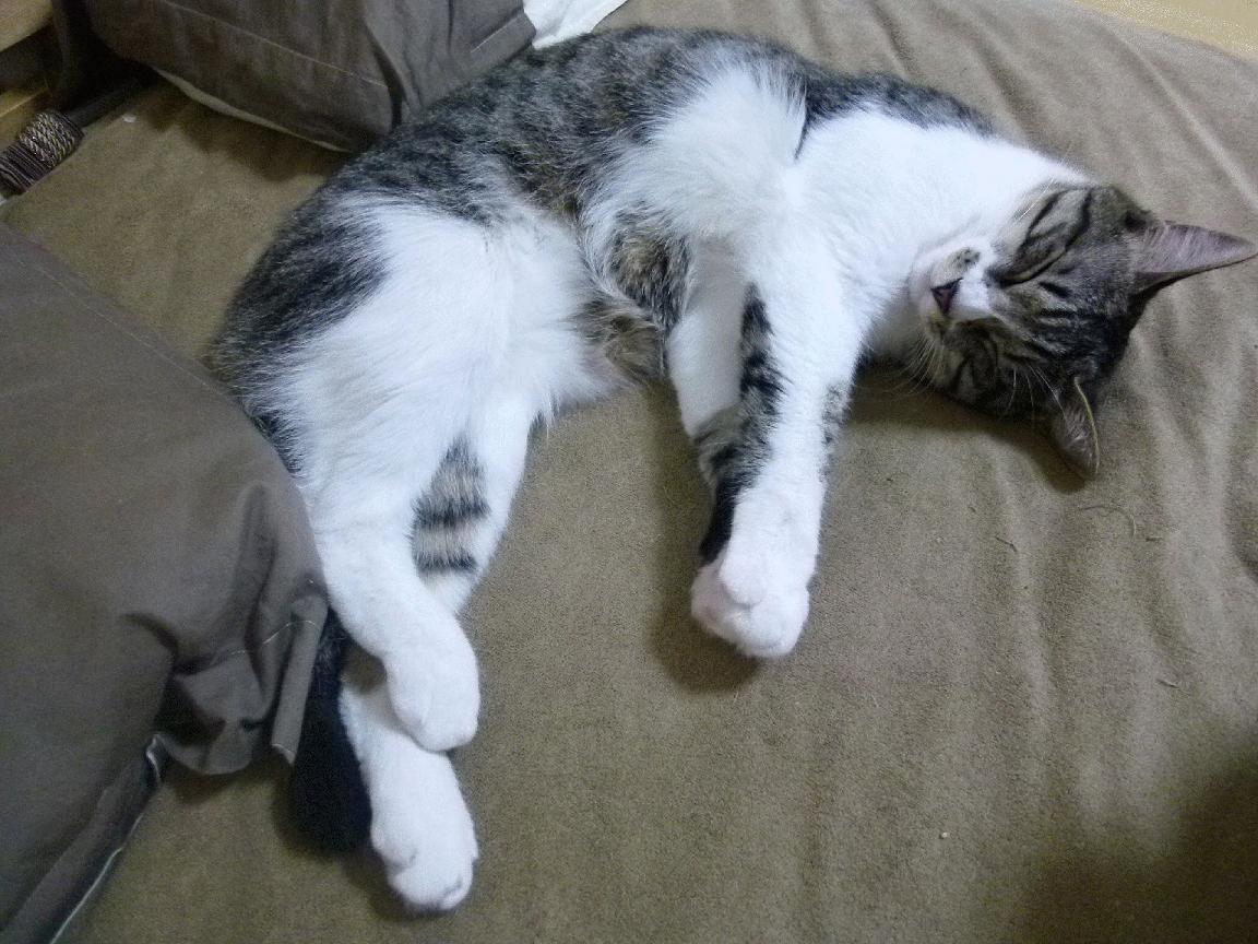 开云体育APP下载-绿茵场法则降临NBA季后赛，当里昂式全面压制邂逅苏格兰铁血