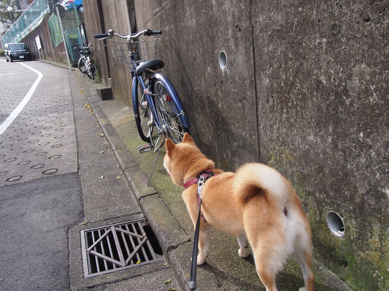 开云体育在线-神话诞生之夜，一粒沙子如何绊倒雄狮？摩洛哥的绝境逆转与皮克的孤峰统治