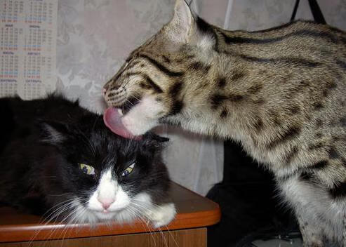 弦乐四重奏与独奏大提琴，当火箭的团队风暴中崛起爱德华兹的大场面咏叹