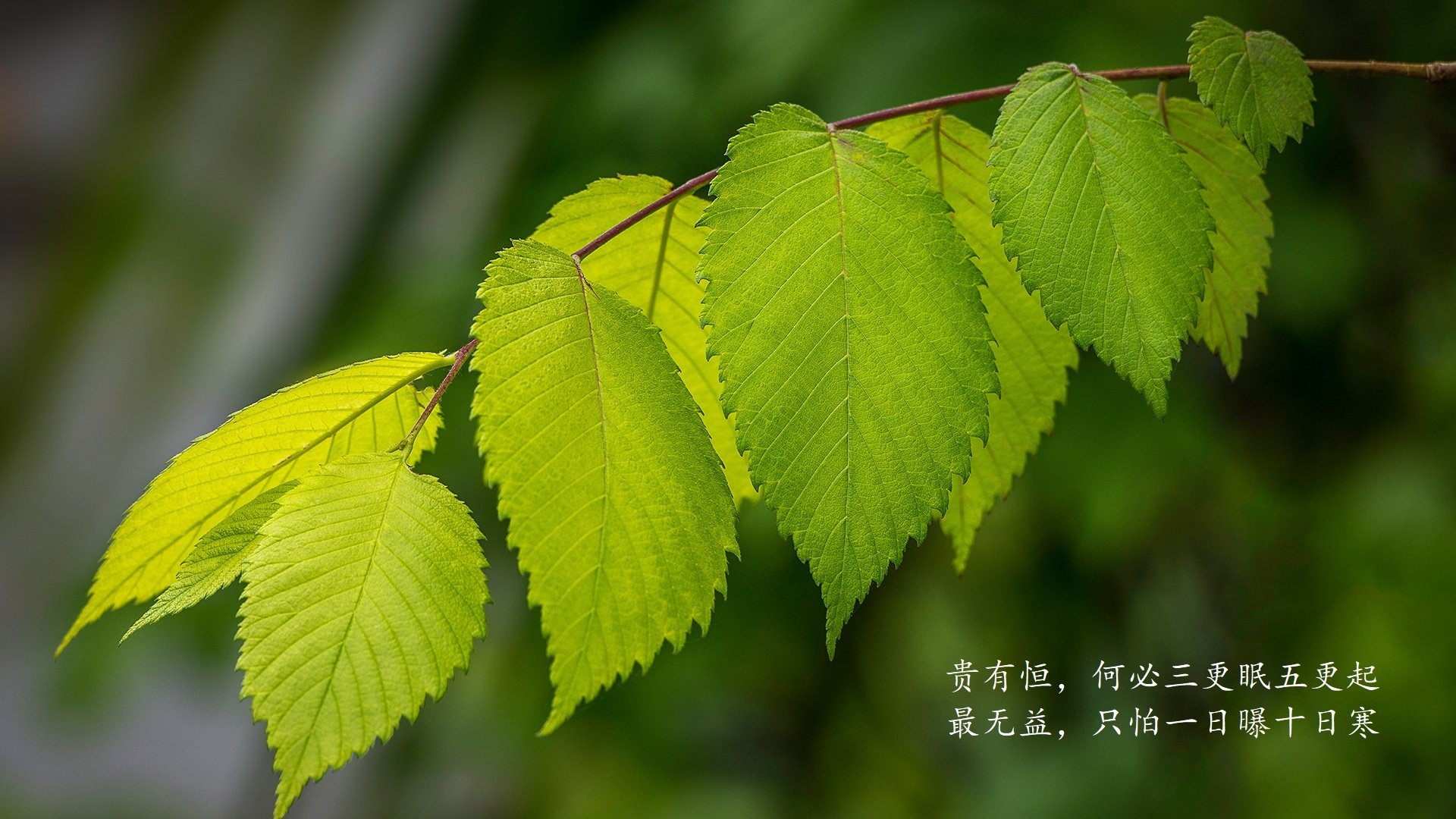 2026世界杯B组强强对话，喀麦隆大胜波兰，齐耶赫闪耀全场，全盘压制改写命运